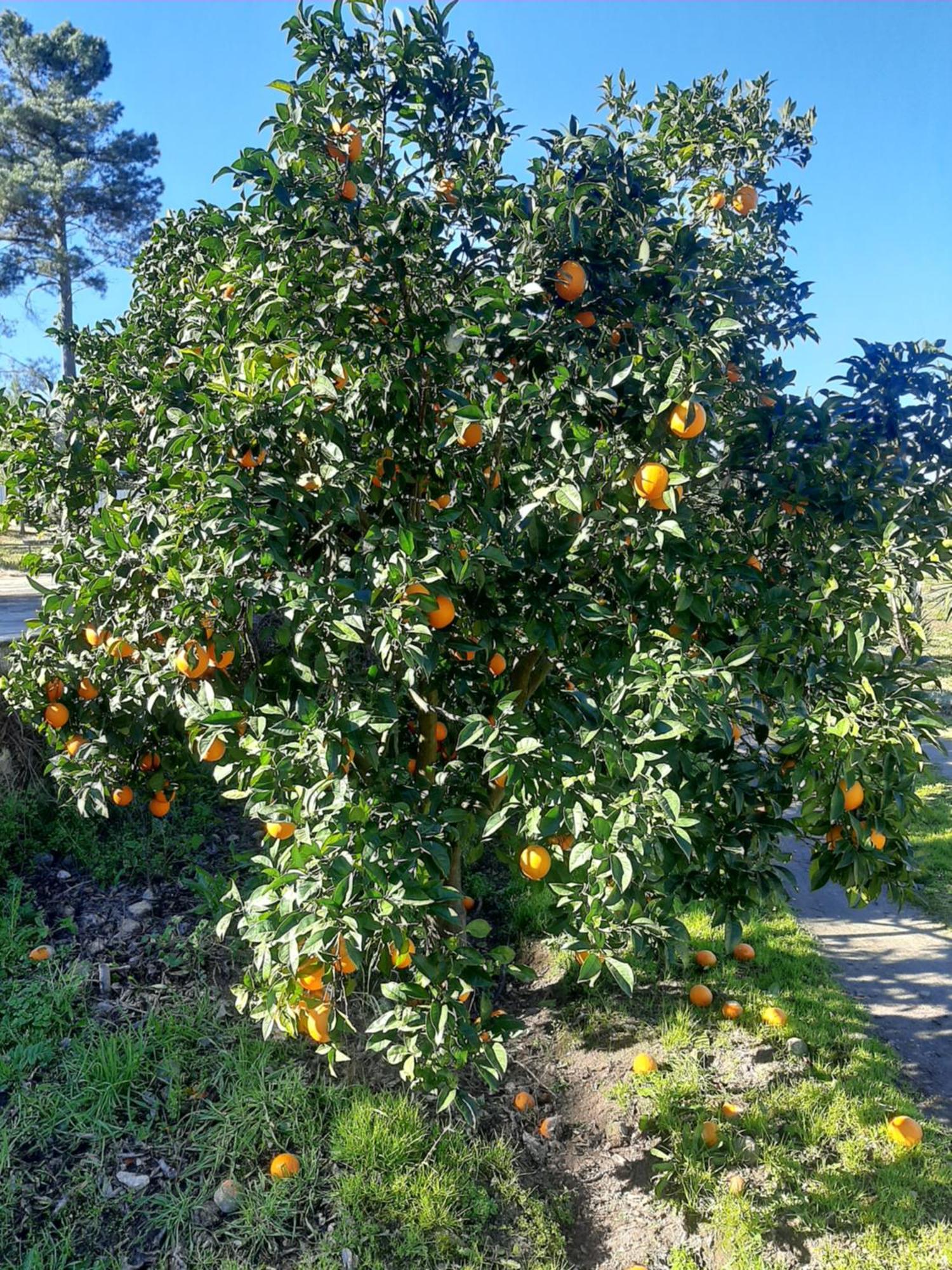 Monte Laranjeiras Hébergement de vacances
